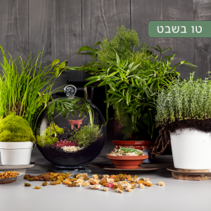 סדנת טרריום פעילות לטו בשבט 2025 למבוגרים בוקר
