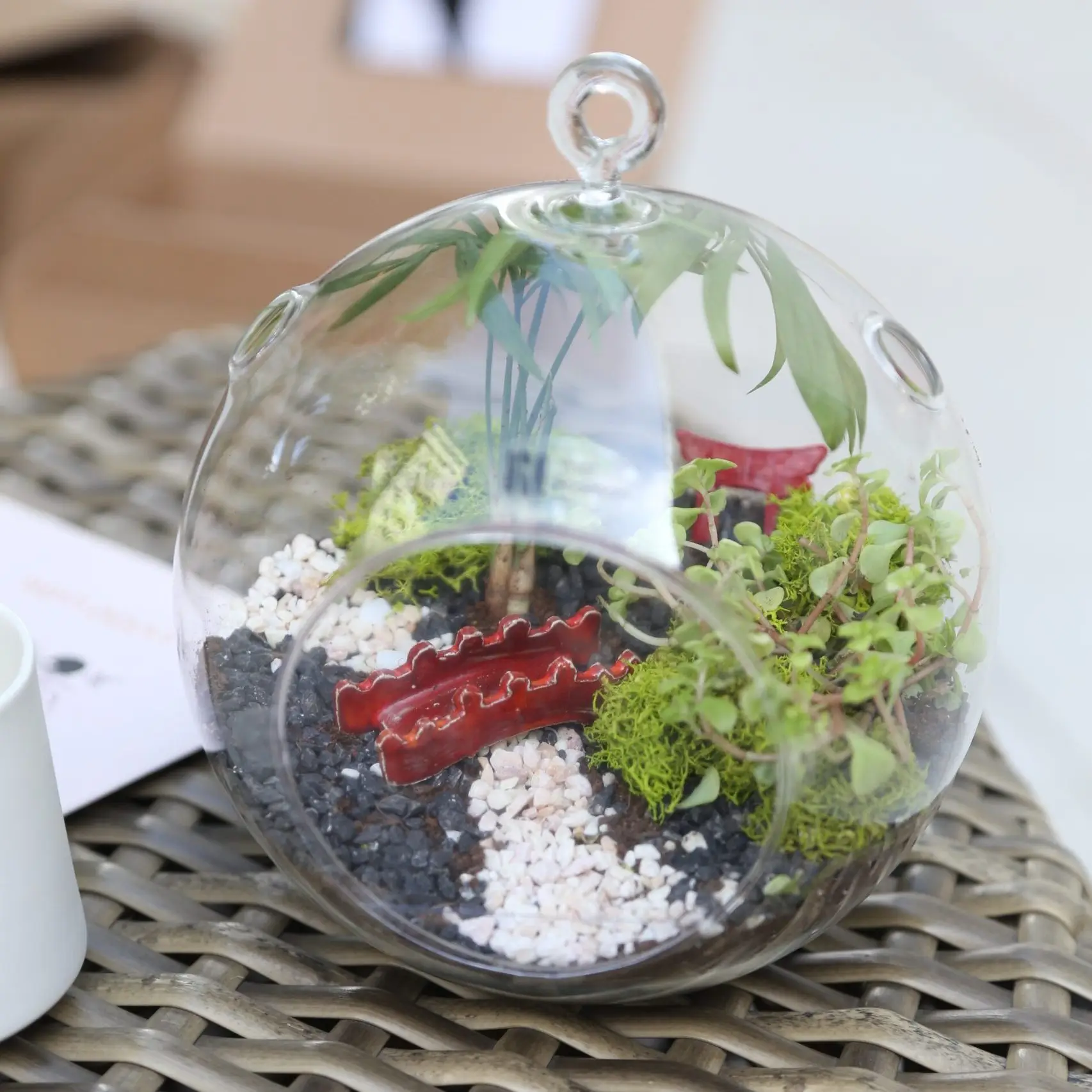 טרריום צמחים למכירה הקסם היפני