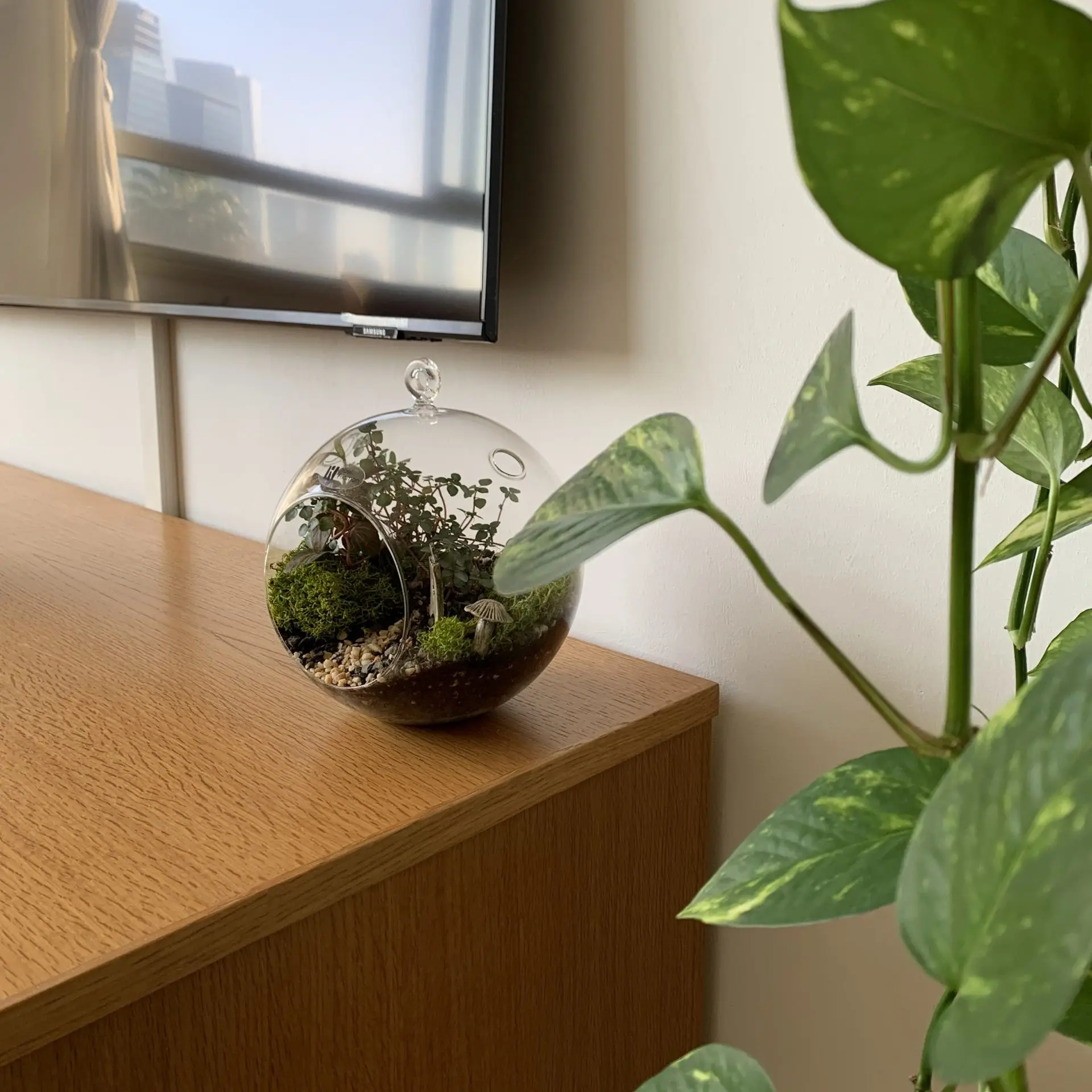 טרריום צמחים אווירה