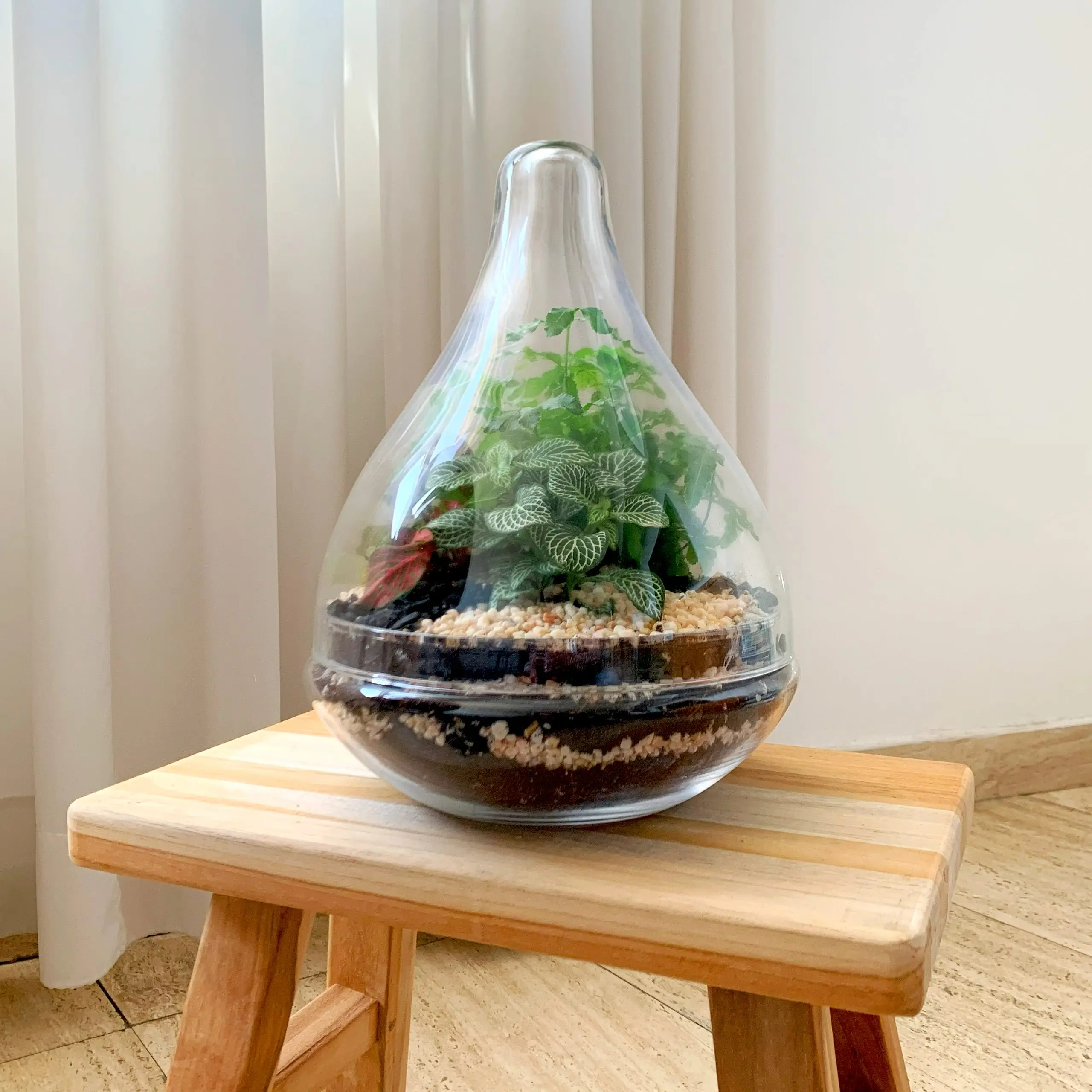 טרריום צמחים למכירה כלי טיפה שרפרף 1 סדנת יצירת טרריום