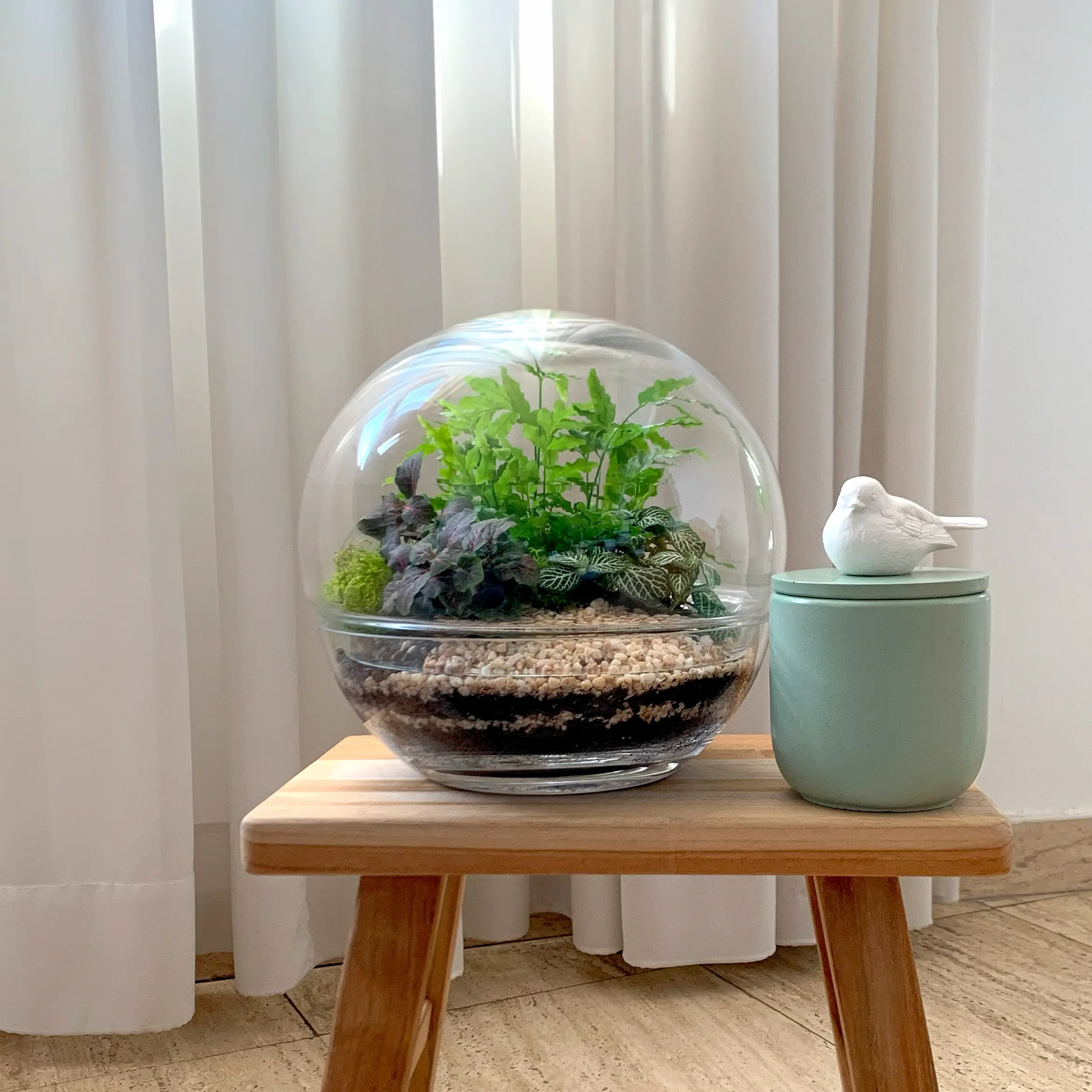 טרריום צמחים למכירה כלי בועה על שרפרף ציפור סדנת יצירת טרריום