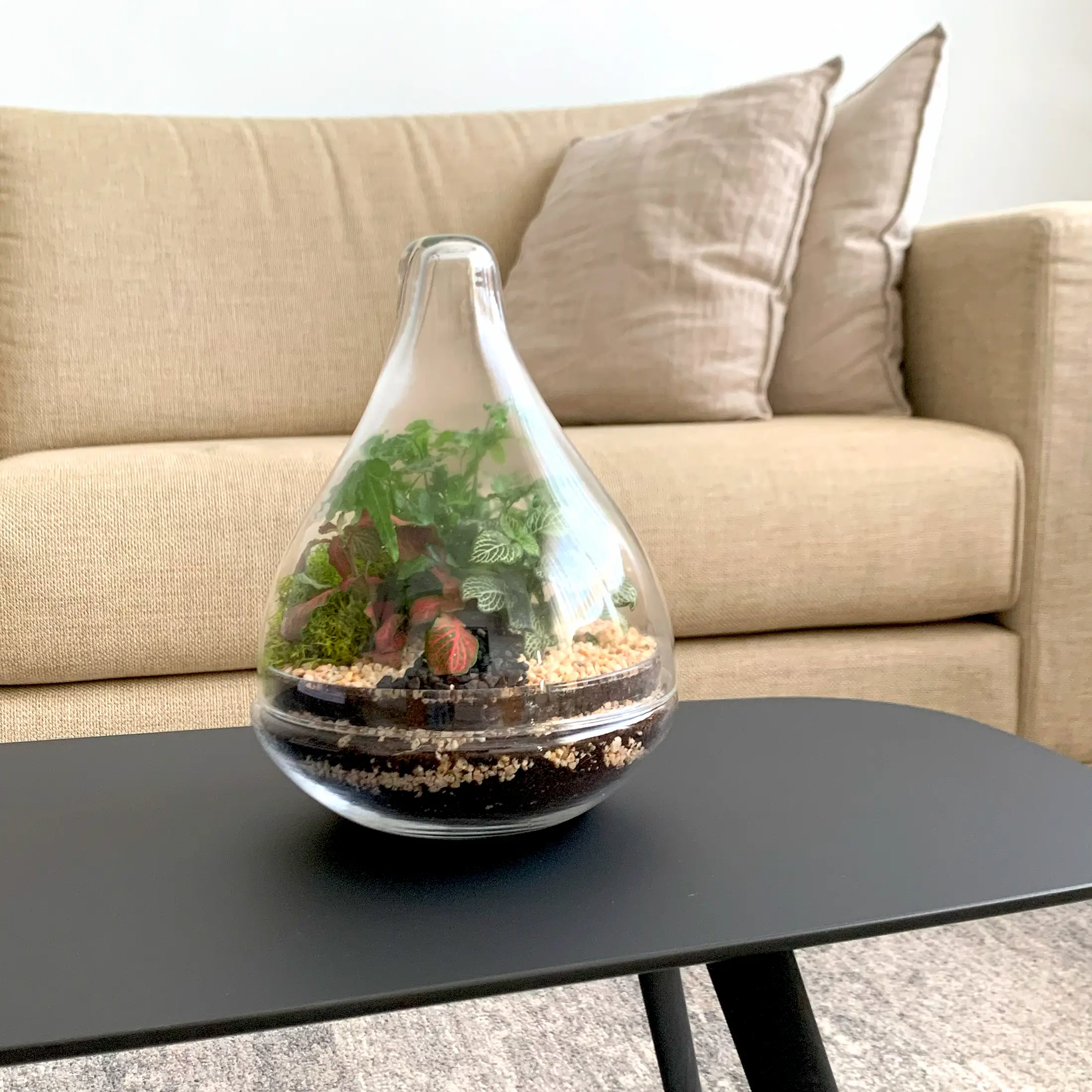 טרריום צמחים למכירה בכלי טיפה בסלון 1 סדנת יצירת טרריום