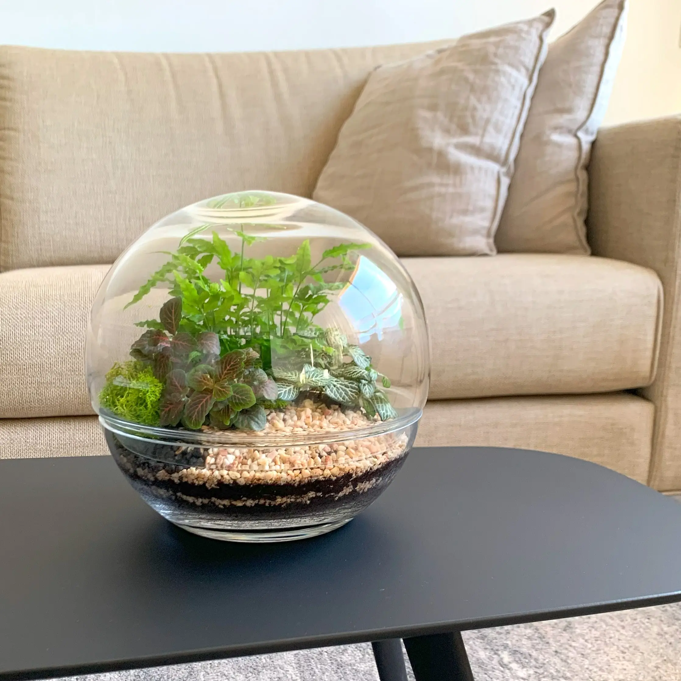 טרריום צמחים כלי בועה בסלון. סדנת יצירת טרריום ריבוע