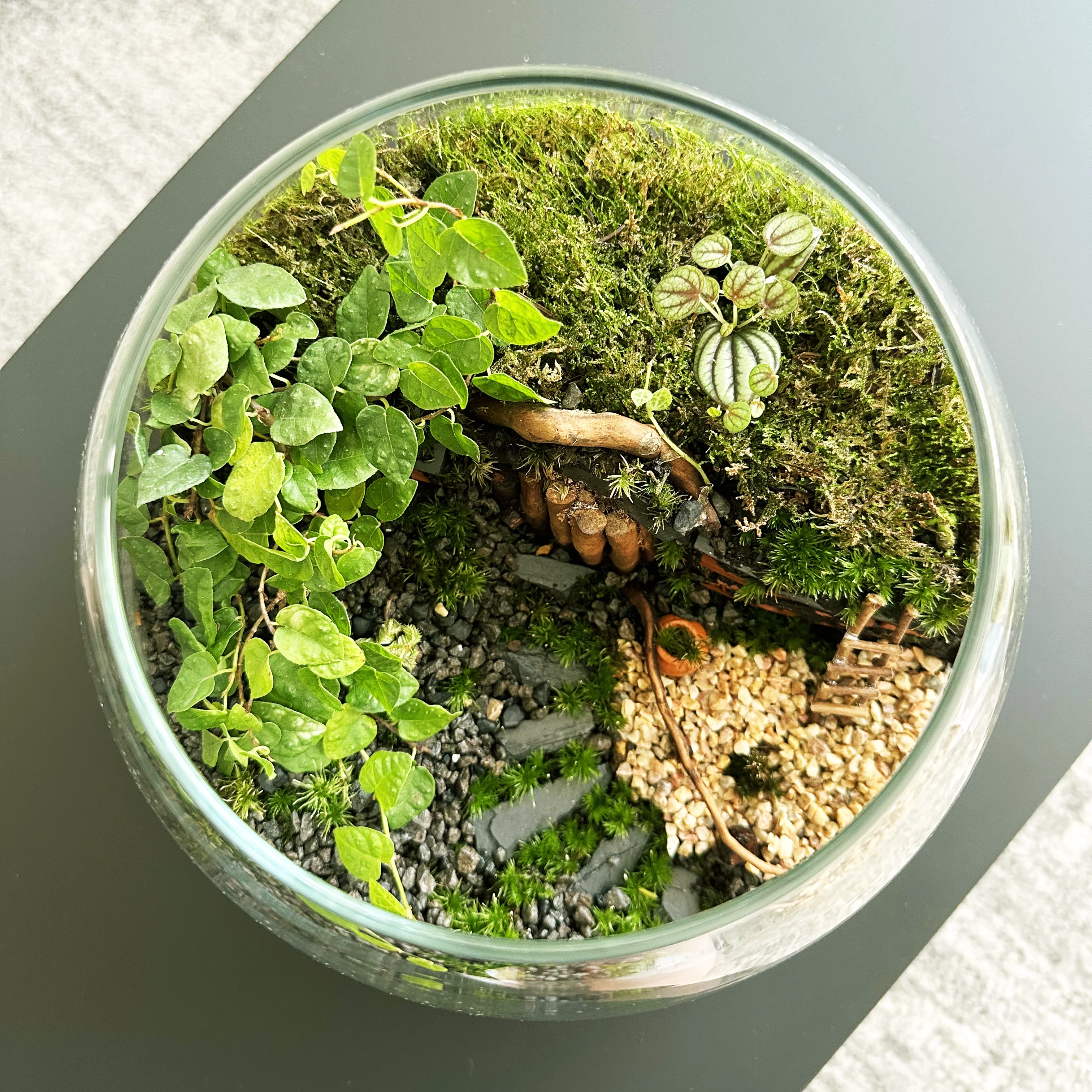 סדנת טרריום ההוביט מבט על