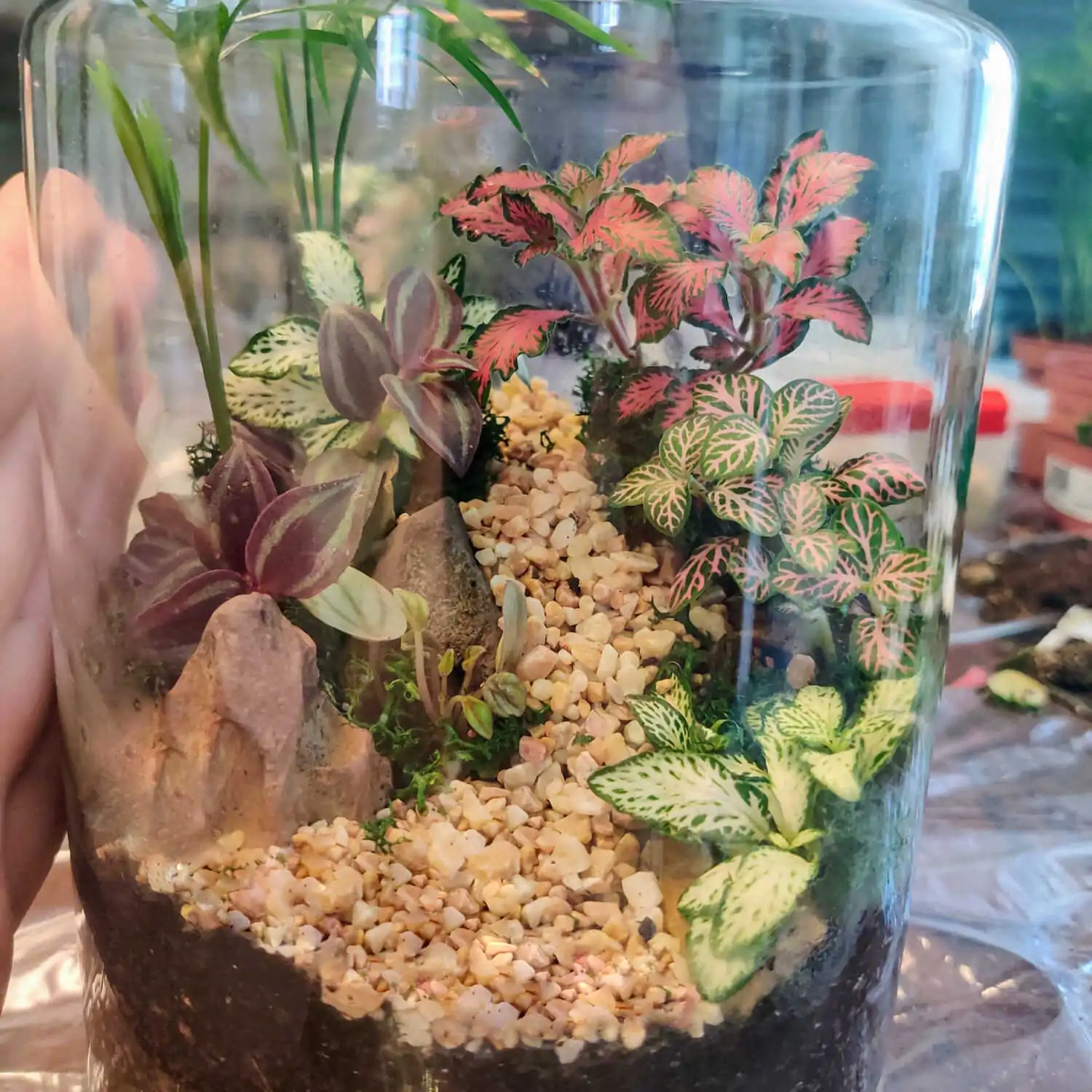 טרריום דוגמא-מסדנא 10