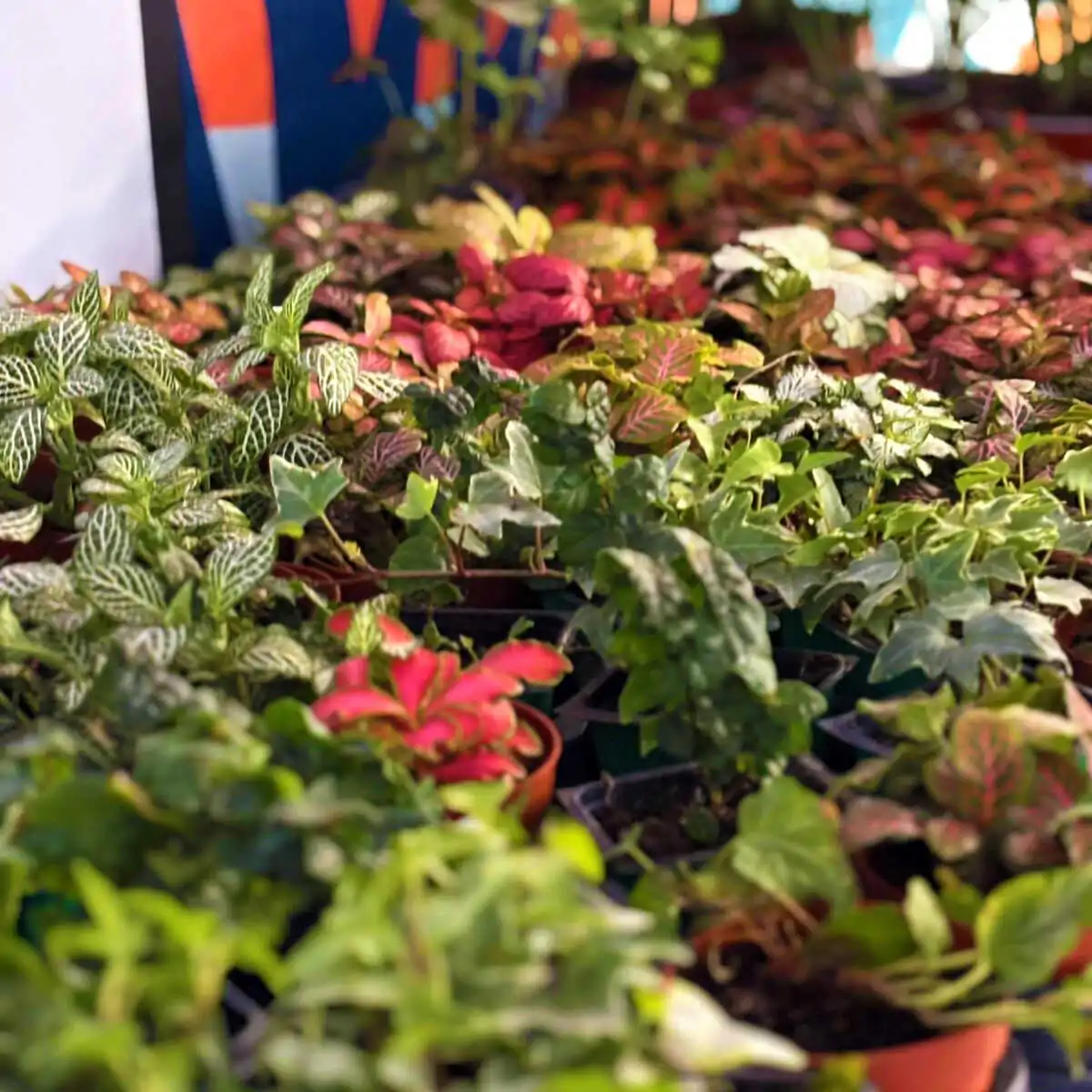 טרריום דוגמא-מסדנא 14