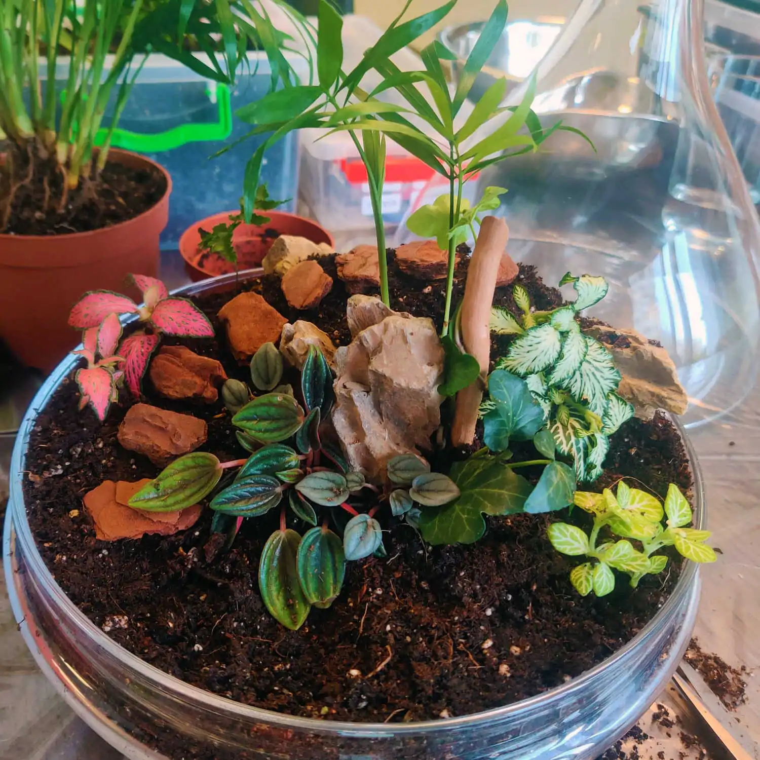 טרריום דוגמא-מסדנא 15