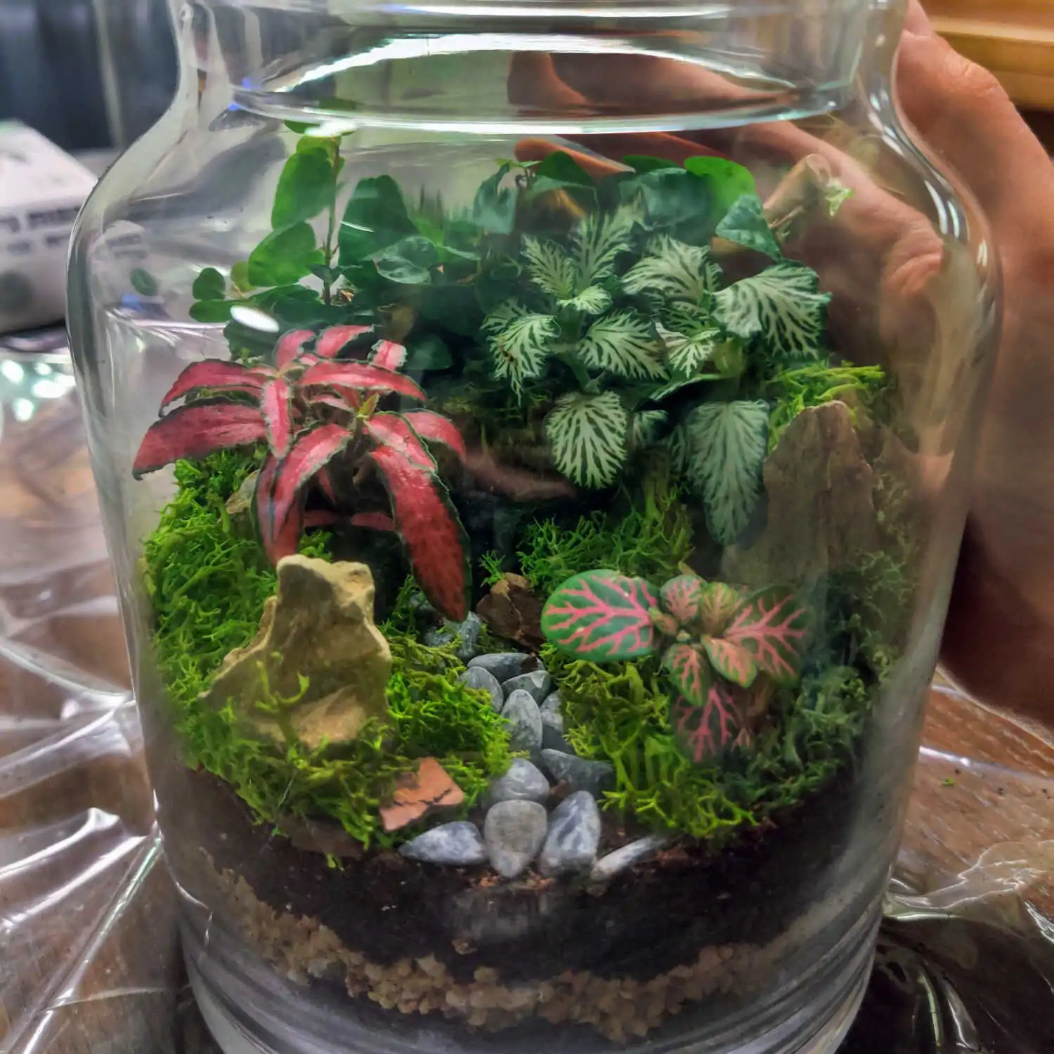 טרריום דוגמא-מסדנא 17