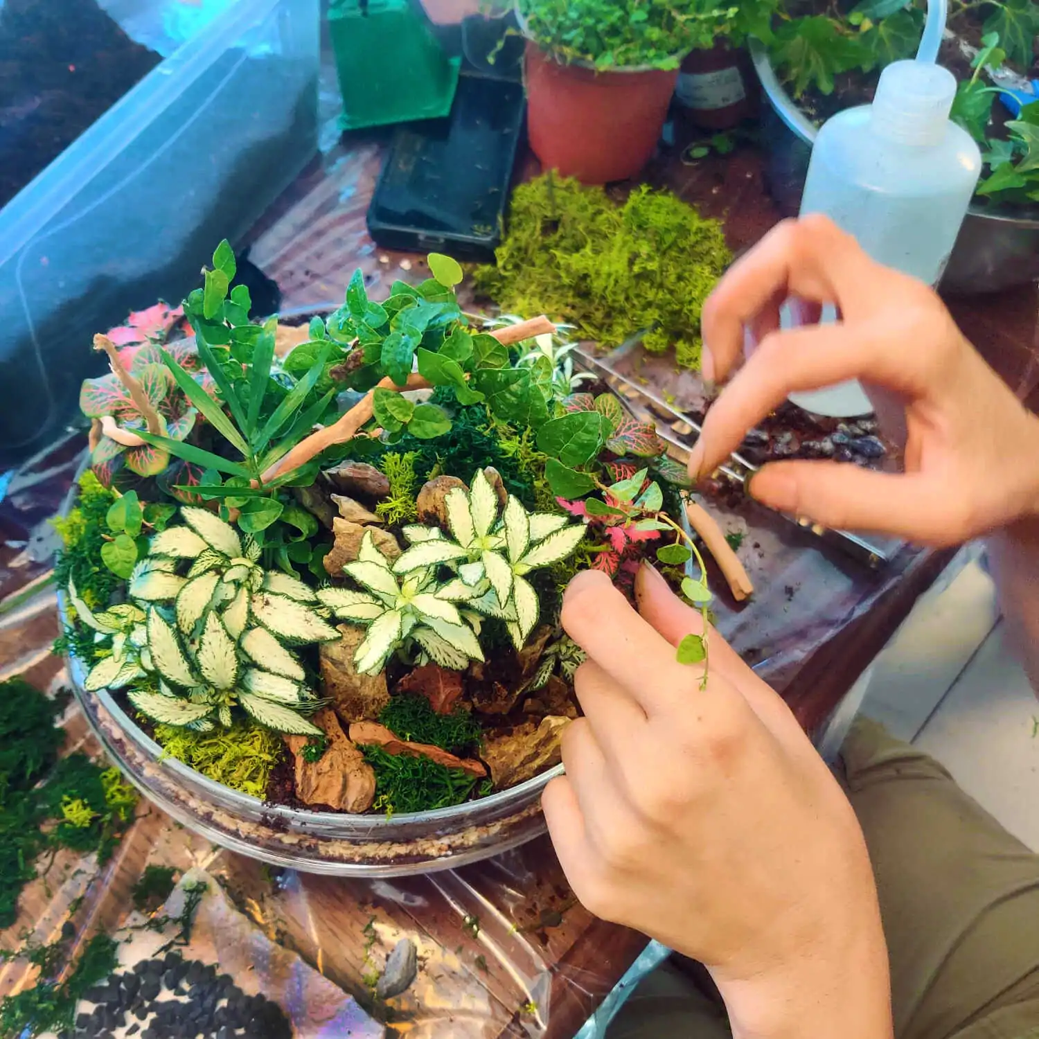 טרריום דוגמא-מסדנא 20