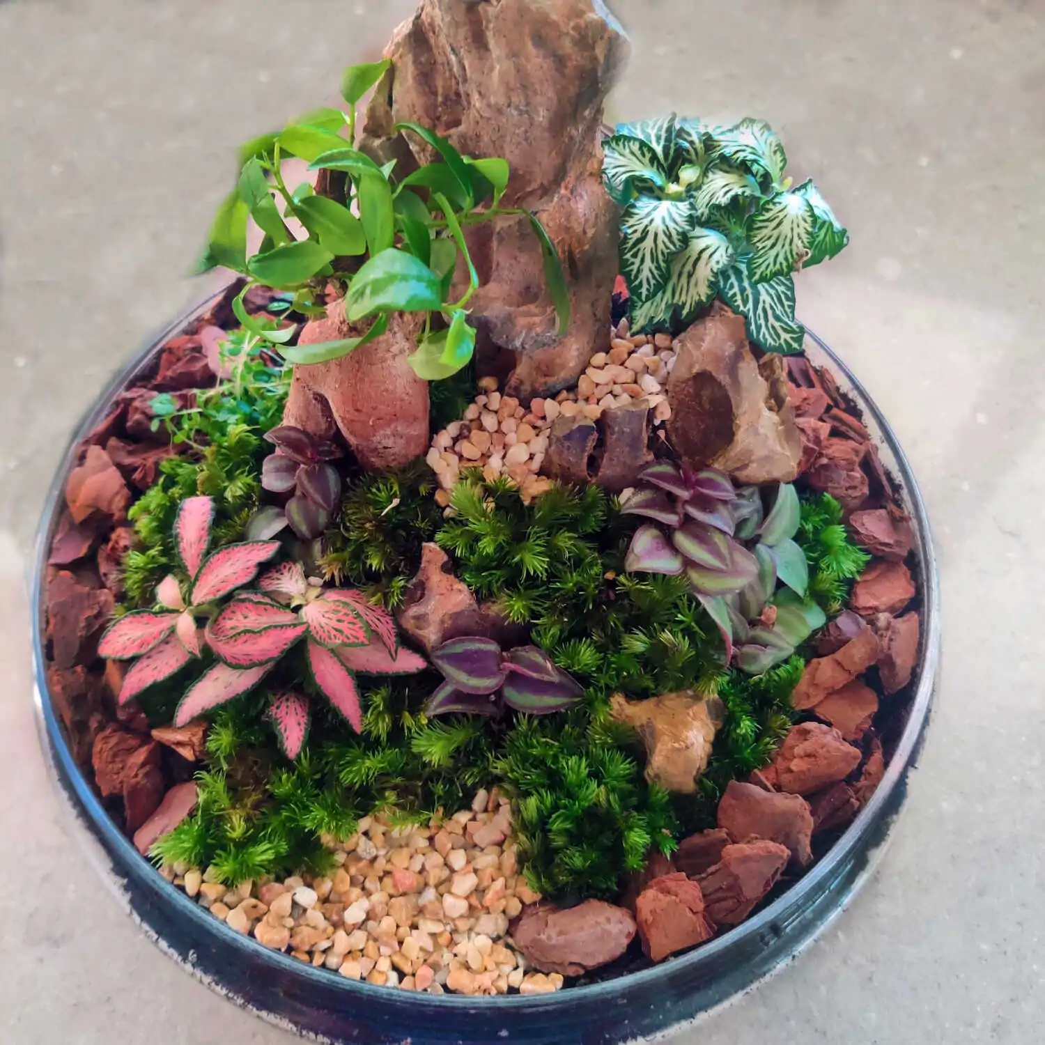 טרריום דוגמא-מסדנא 22