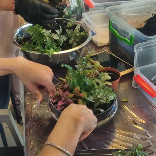 טרריום דוגמא-מסדנא 23