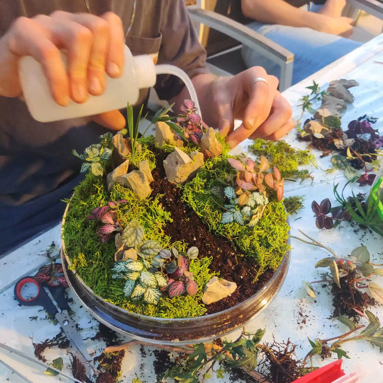 טרריום דוגמא-מסדנא 4