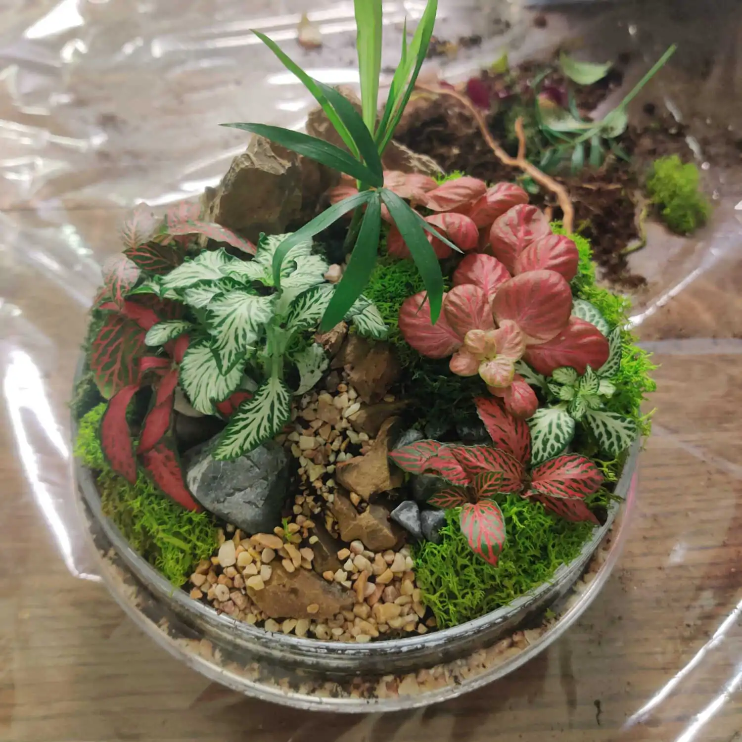 טרריום דוגמא-מסדנא 5