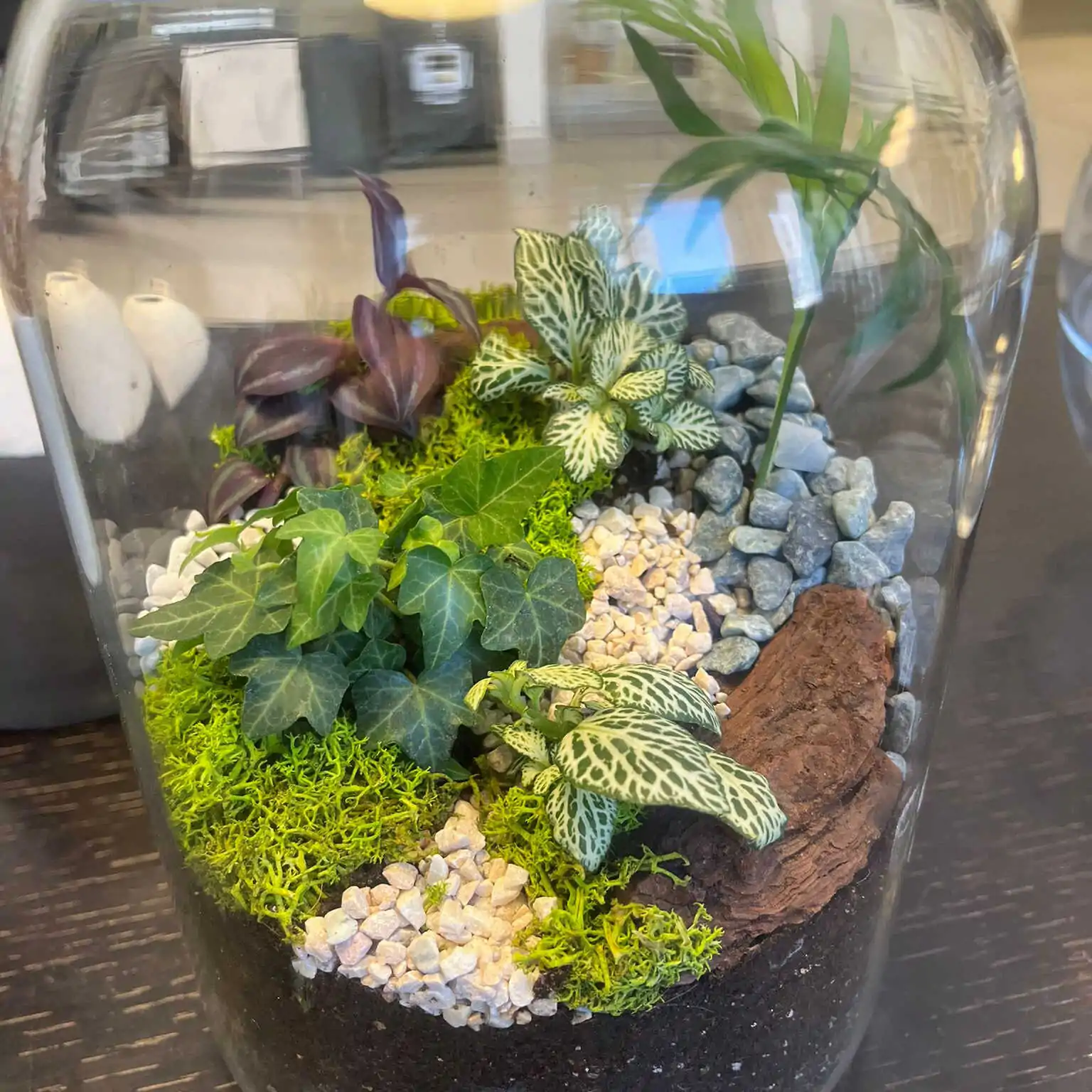 טרריום דוגמא-מסדנא 6