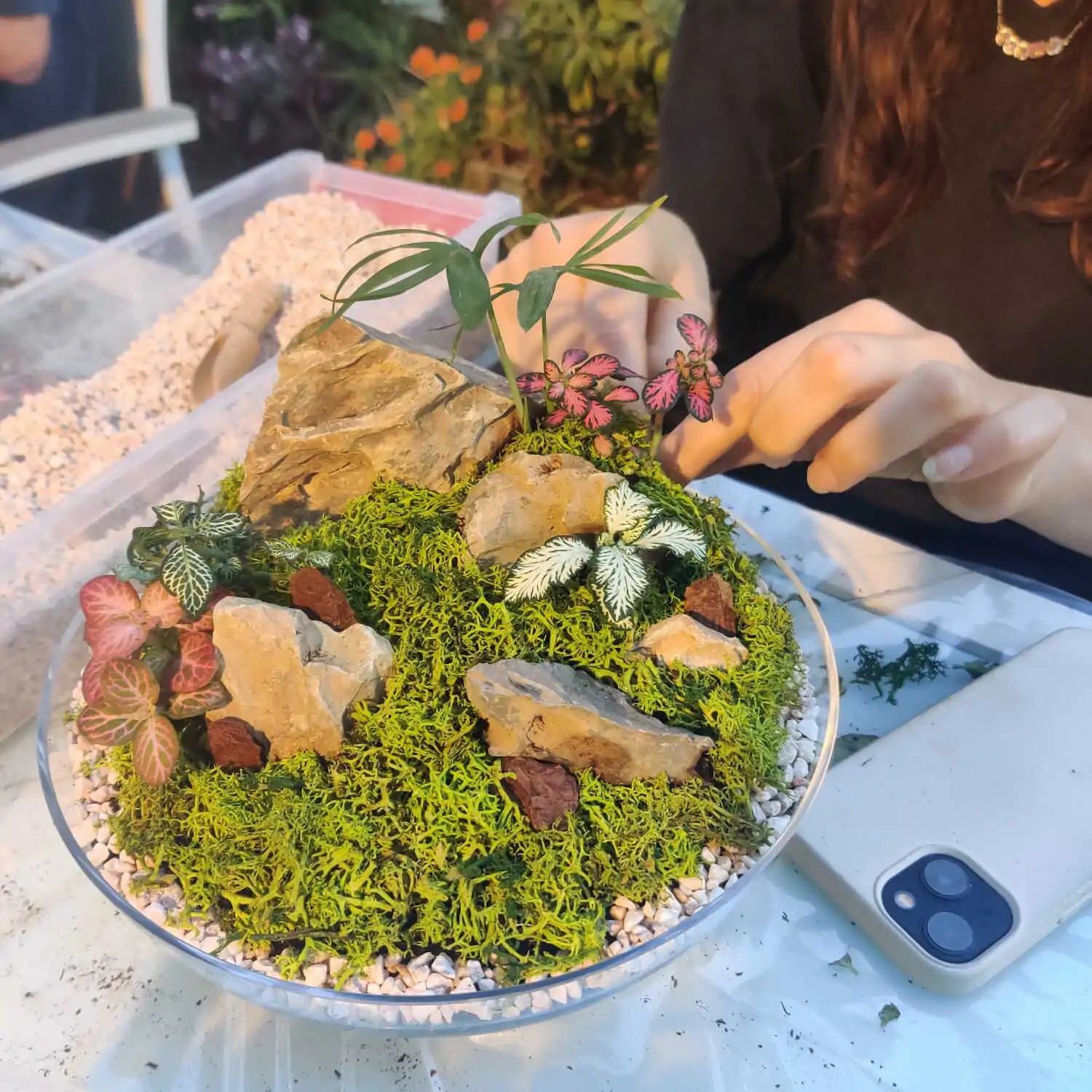 טרריום דוגמא-מסדנא