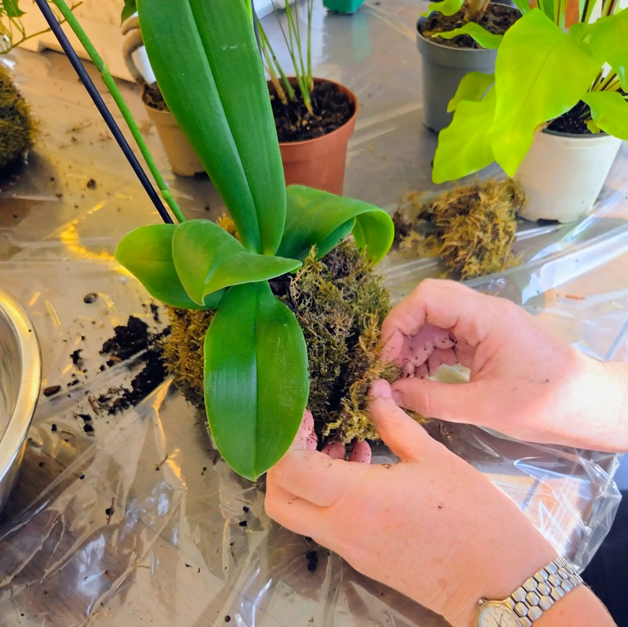 סדנת קוקדמה צמחים