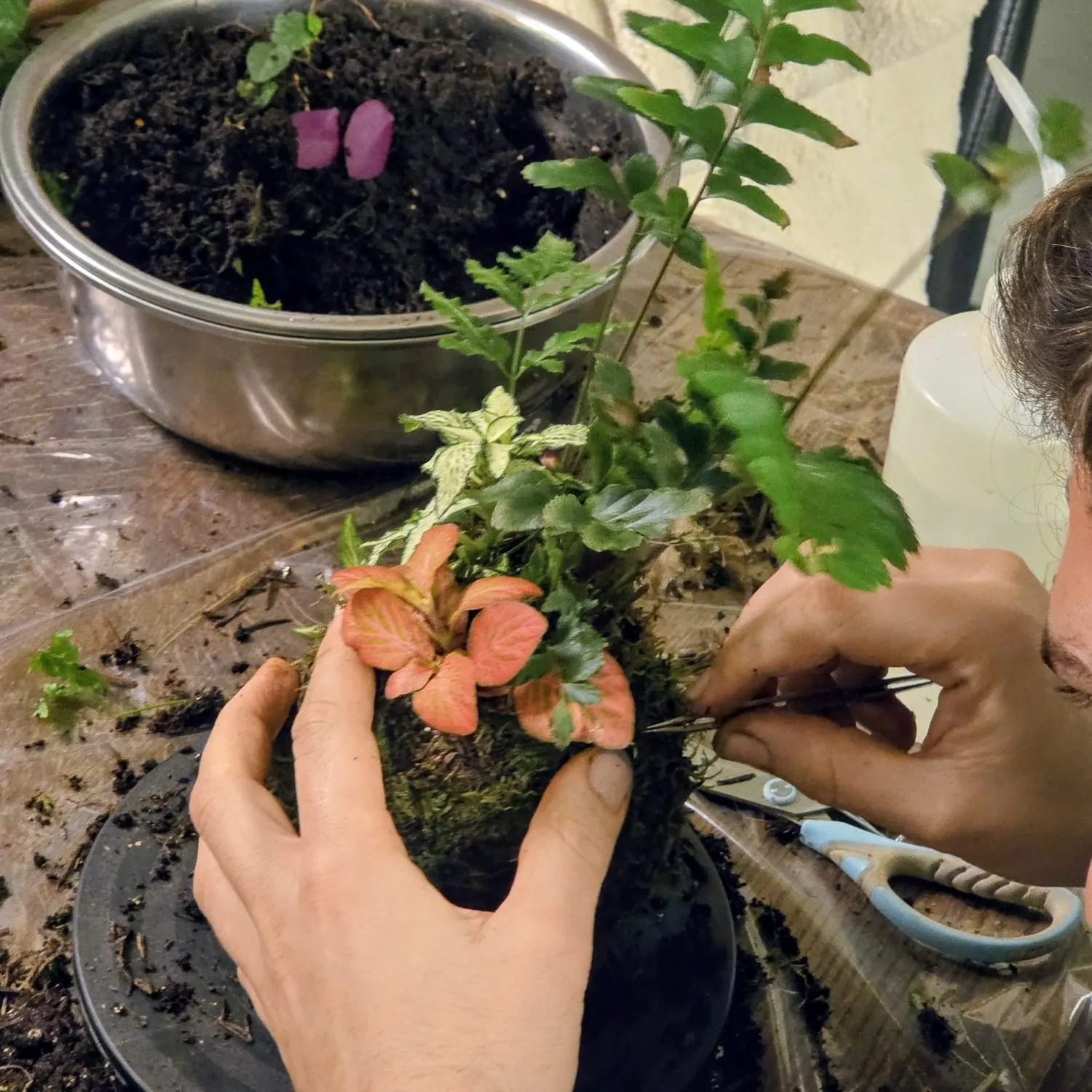 סדנת קוקדמה צמחים בהכנה