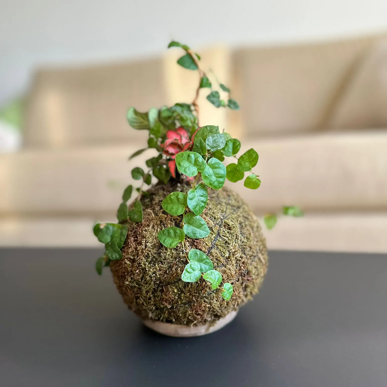 ⁦Kokedama Solo - The Workshop⁩ – תמונה ⁦7⁩