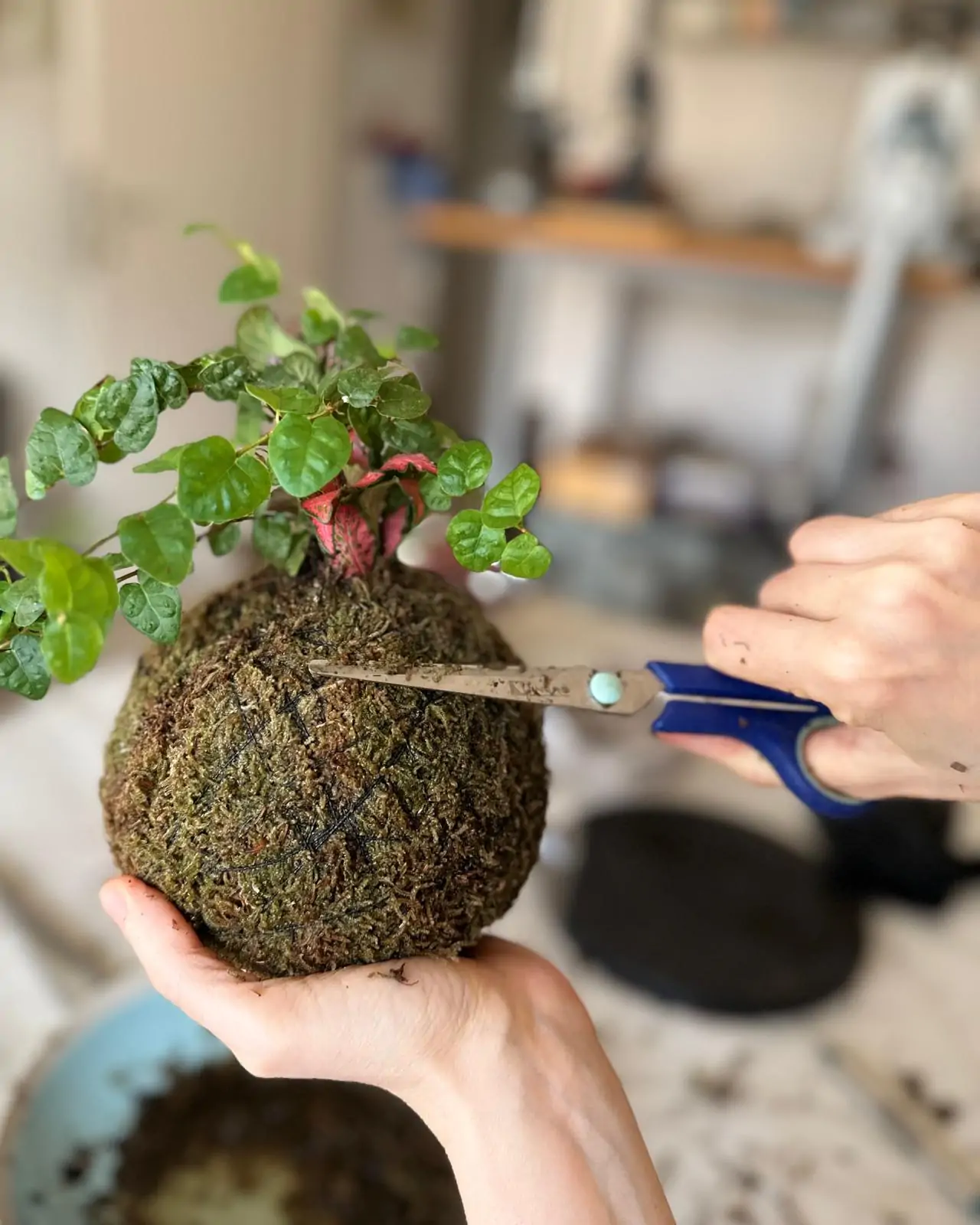 קוקדמה בהכנה בסדנא