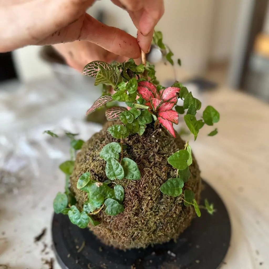 סדנת הכנת קוקדמה צמחים