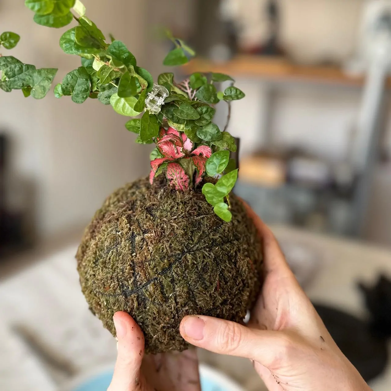 סדנת קוקדמה