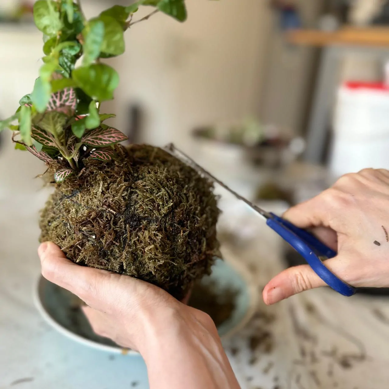 סדנת קוקדמה