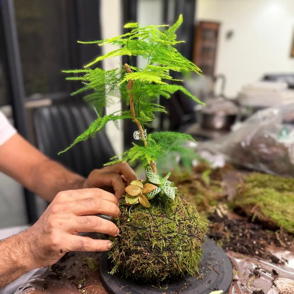 סדנת קוקדמה צמחים בהכנה