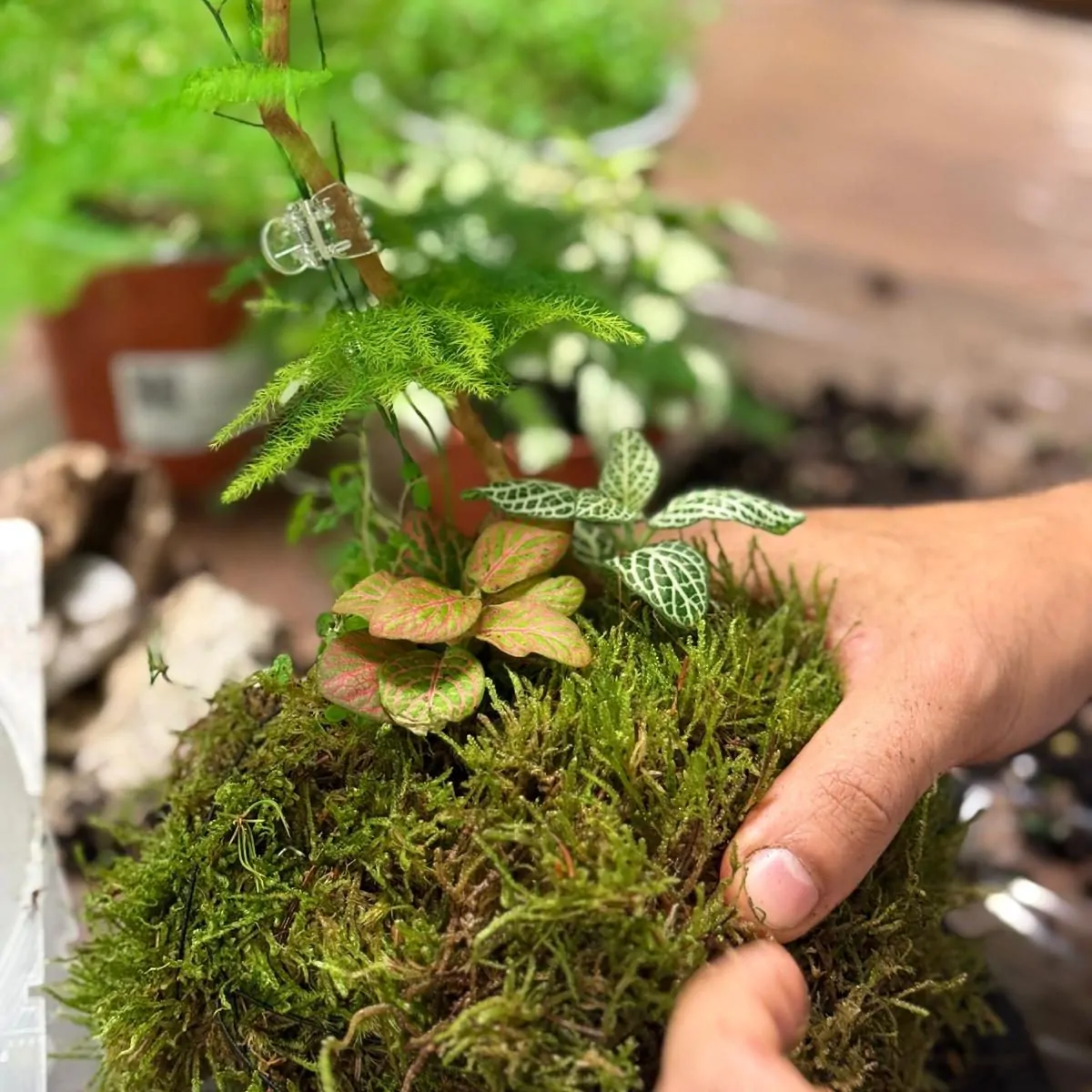 סדנת קוקדמה צמחים תקריב