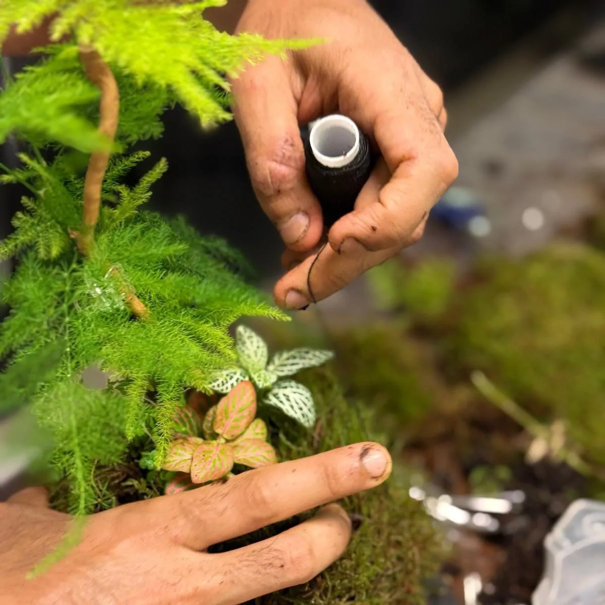 סדנת קוקדמה צמחים קשירת טחב