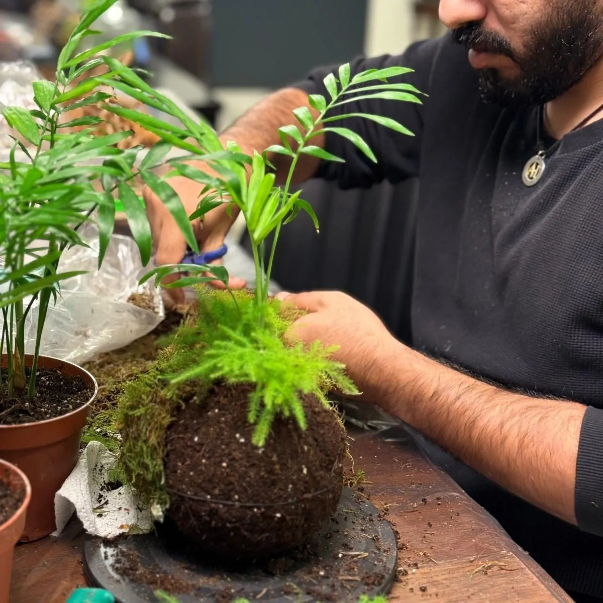 סדנת קוקדמה צמחים עיטוף טחב