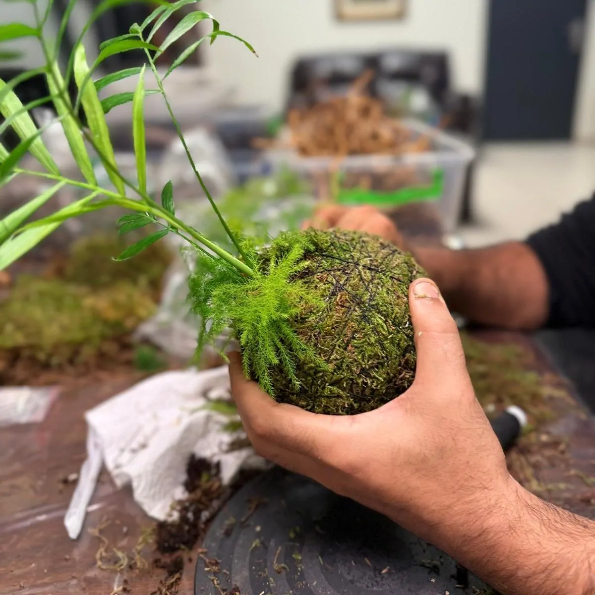 סדנת קוקדמה צמחים קשירת טחב