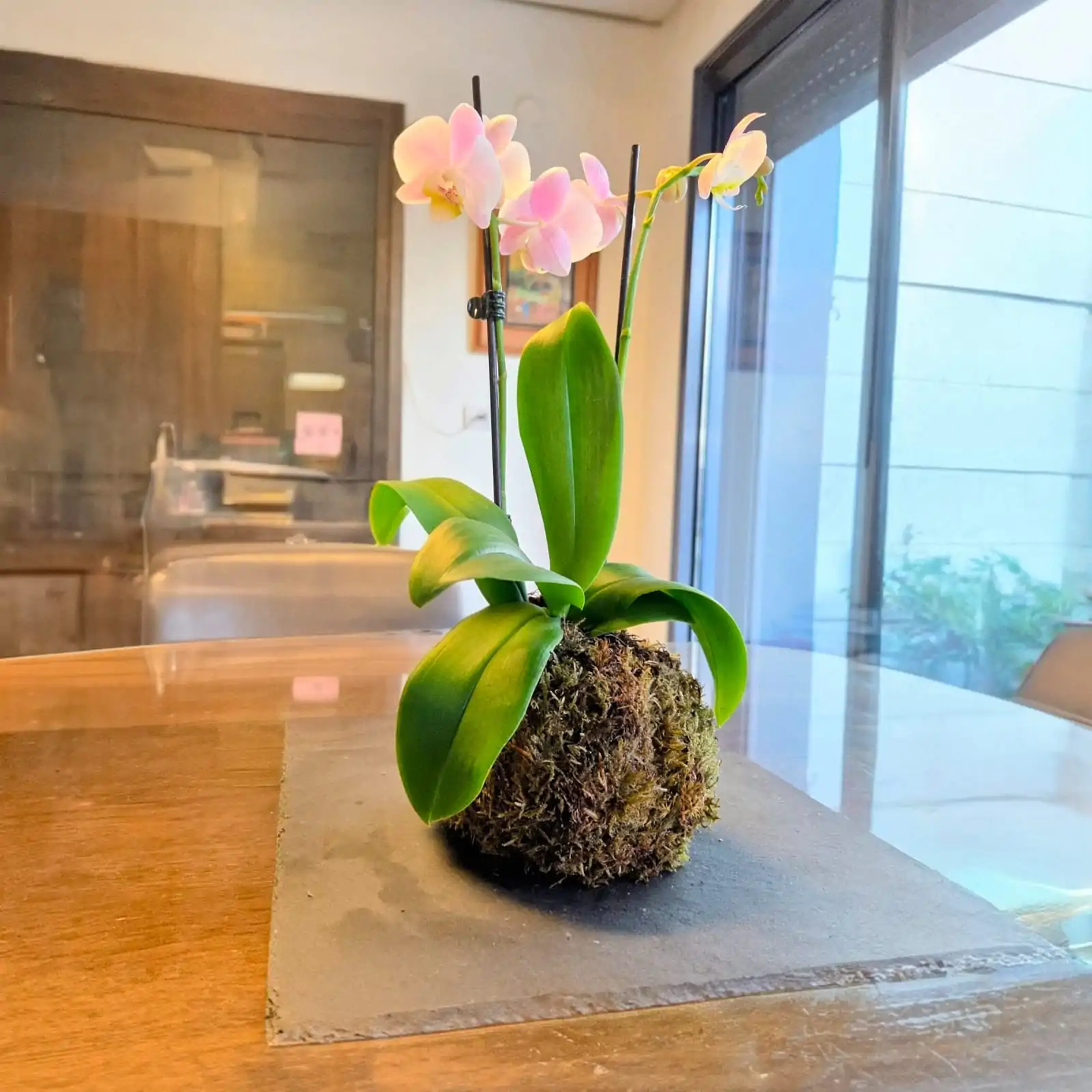 סדנת קוקדמה סחלב אווירה