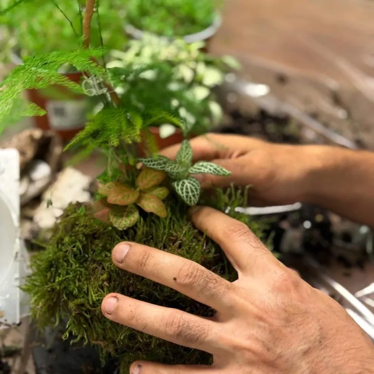 קוקדמה מתן 10