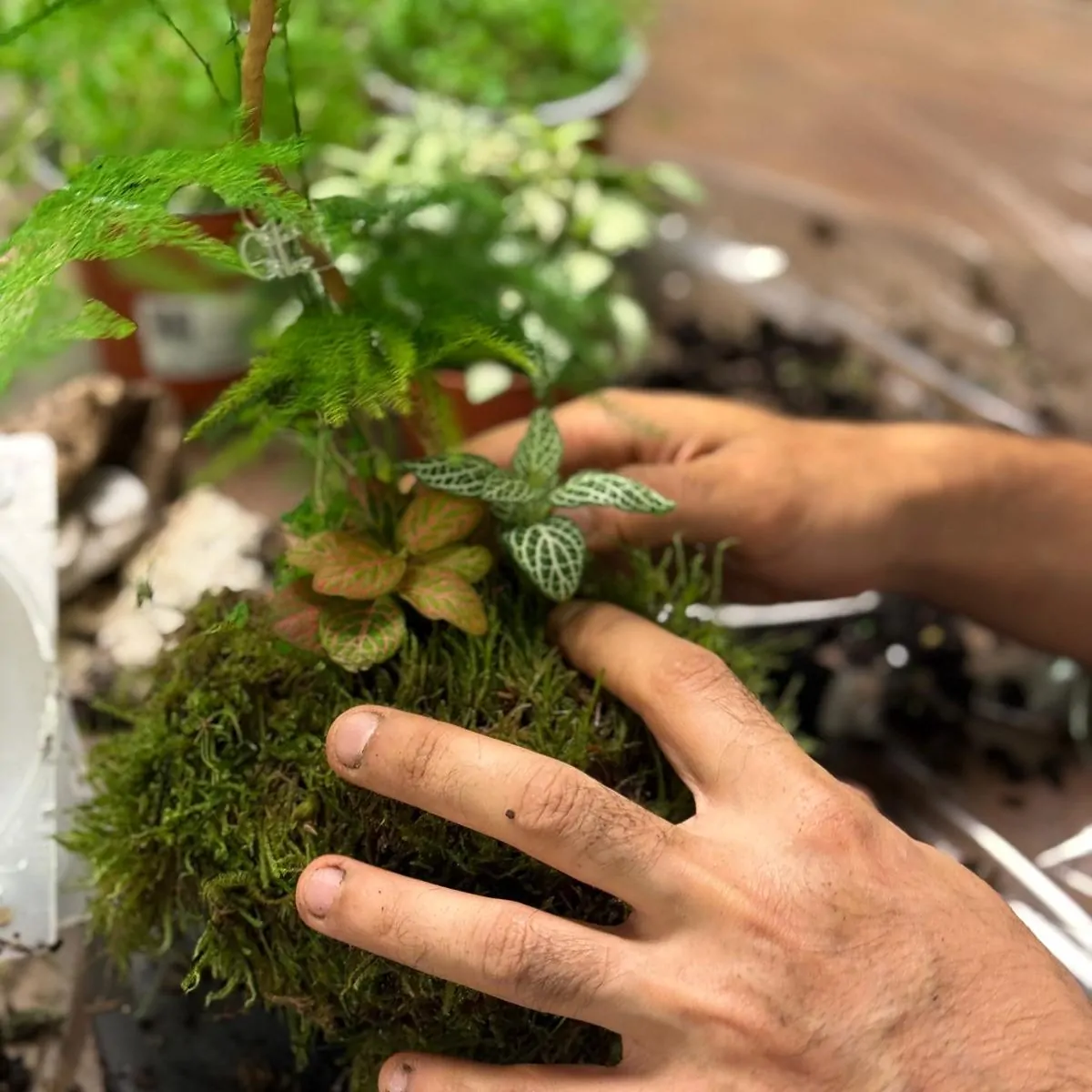 סדנת קוקדמה צמחים בהכנה