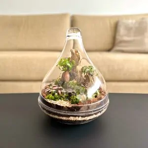 טרריום צמחים - טיפה גדולה, מכסה סגור