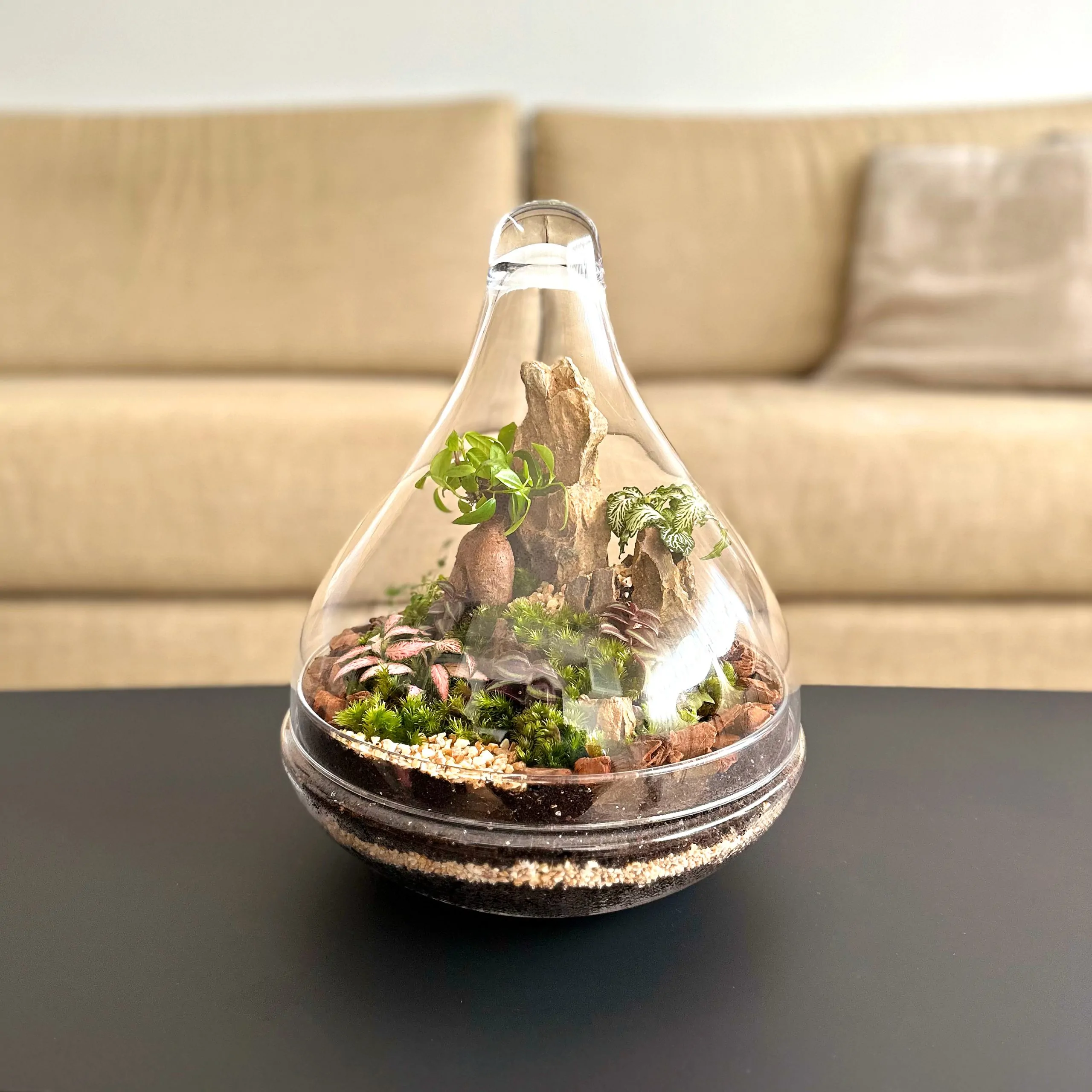 טרריום צמחים - טיפה גדולה, מכסה סגור