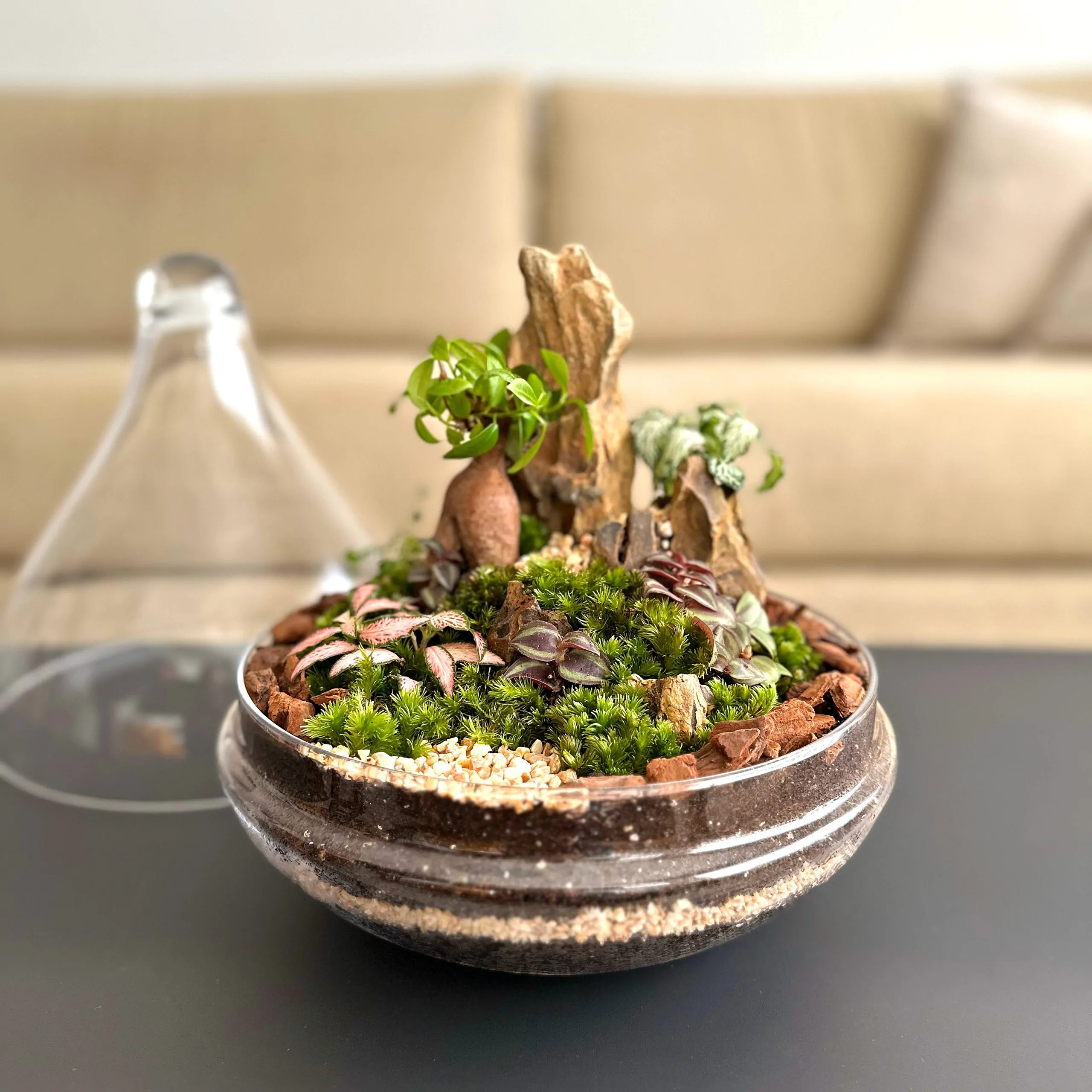 טרריום צמחים - טיפה גדולה, מכסה פתוח