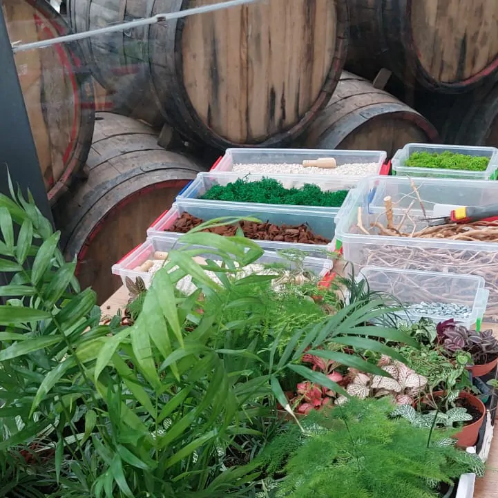 סדנת טרריום של יעל פרידמן ארגון גוגל ישראל ביקב